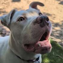 Thumbnail photo of Scotty #3