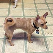 Thumbnail photo of Nacho #1