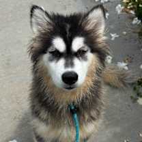 Thumbnail photo of Tazi #1