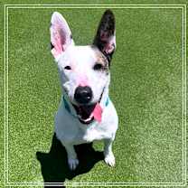 Thumbnail photo of FRANCES #1