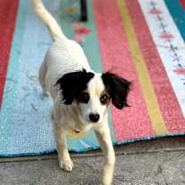 Thumbnail photo of Bonnie #2