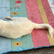 Thumbnail photo of Bonnie #3