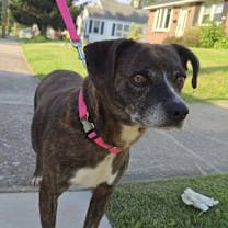 Thumbnail photo of Lulu #3