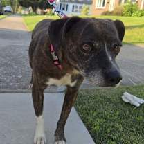 Thumbnail photo of Lulu #4