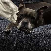 Thumbnail photo of Oscar #2