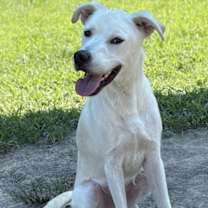 Thumbnail photo of 180272 Lucian #3