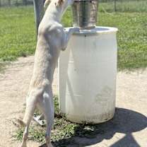 Thumbnail photo of 180272 Lucian #4