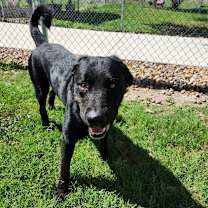 Thumbnail photo of Comet #4