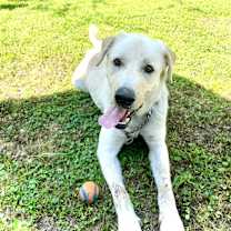 Thumbnail photo of Buddie #3