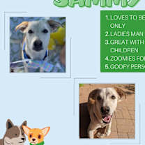 Thumbnail photo of Sammy #4