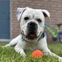 adopt-pet