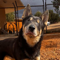 Thumbnail photo of Wormwood #4