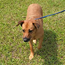 Thumbnail photo of Pink Whitney 2944 #1