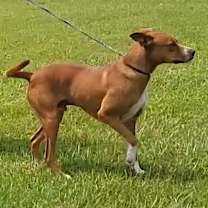 Thumbnail photo of Red #3