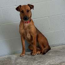 Thumbnail photo of Pink Whitney 2944 #2