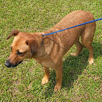 Thumbnail photo of Pink Whitney 2944 #4