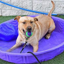 Thumbnail photo of Sega #3