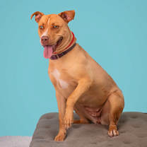 Thumbnail photo of Lola #1