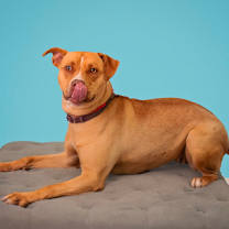 Thumbnail photo of Lola #2