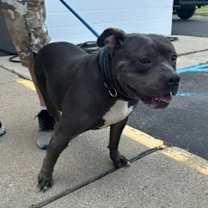 Thumbnail photo of Luigi #2