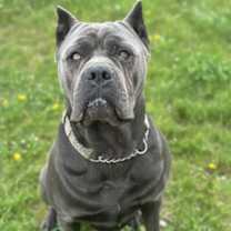 adopt-pet