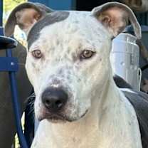 adopt-pet