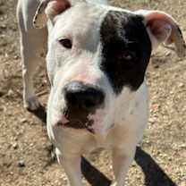 adopt-pet