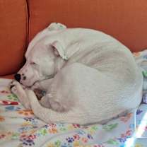 Thumbnail photo of Chonk #4