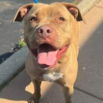 Thumbnail photo of Puppup #1