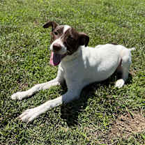 Thumbnail photo of Snickerdoodle #4