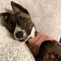 Thumbnail photo of Jade #2