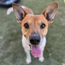 adopt-pet