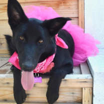 Thumbnail photo of Dori #1