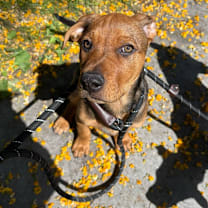 Thumbnail photo of Rod #1