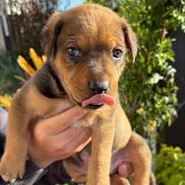 Thumbnail photo of Rod #3