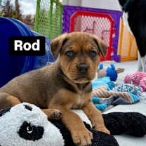 Thumbnail photo of Rod #4