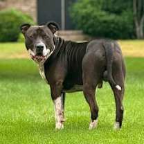 Thumbnail photo of Jack #3