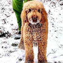 Thumbnail photo of Ollie #3