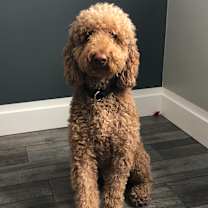 Thumbnail photo of Ollie #4