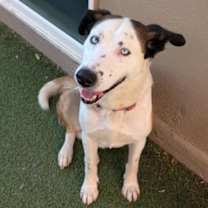adopt-pet