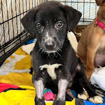 Thumbnail photo of Lychee #2