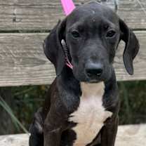 Thumbnail photo of Coral #2