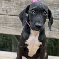 Thumbnail photo of Coral #3