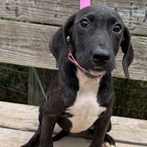 Thumbnail photo of Coral #4