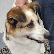 adopt-pet
