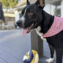 Thumbnail photo of Oreo #2