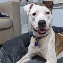 Thumbnail photo of Tinderheart Bear (I have a Secret Crush!) #3