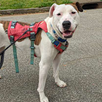 Thumbnail photo of Tinderheart Bear (I have a Secret Crush!) #4