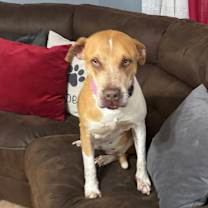 Thumbnail photo of Sweetie Pie #2