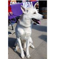 Thumbnail photo of Togo PKA Lycanroc #1